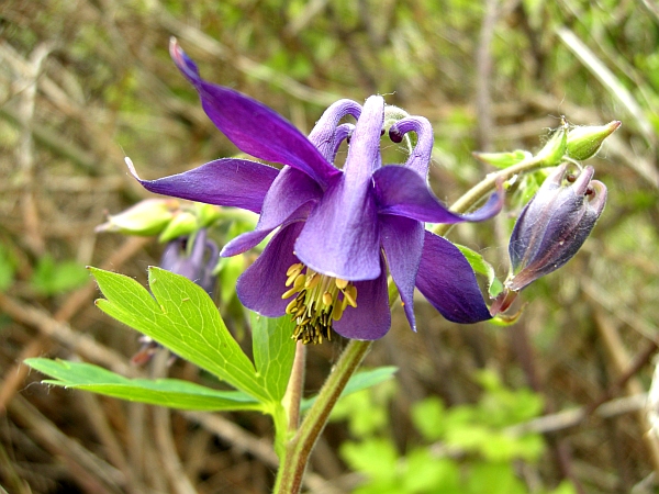 Aquilegia vulgaris / Aquilegia comune